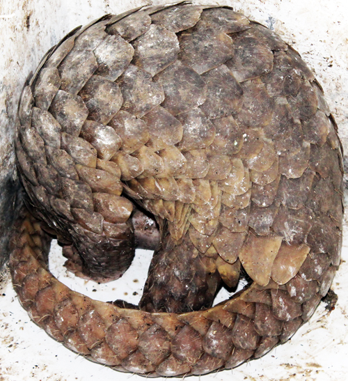 Five Pangolins Released in the Wild in Sumatra (June 23, 2016)